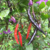 Naga Jolokia Purple