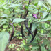 Naga Jolokia Purple