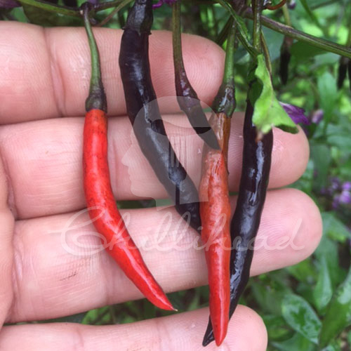 Naga Jolokia Purple Chilli Seeds