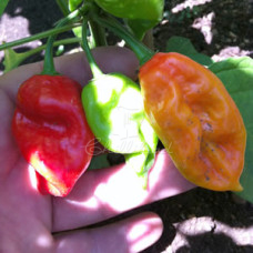 Naga Morich