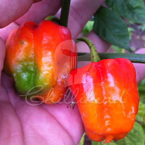 Nagabon Chilli Seeds