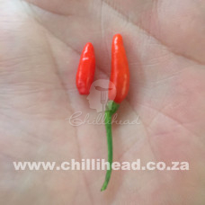 Northern Mariana Islands Birdseye (Secluded)