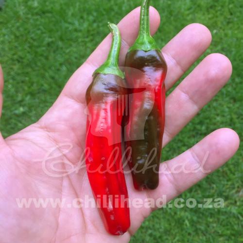 Peperone Friariello di Napoli Chilli Seeds