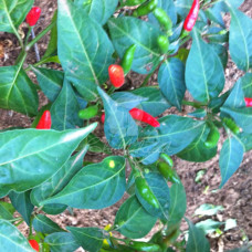 Peri Peri (Malawian Birdseye)