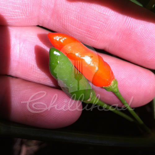 Peri Peri (South African Birdseye) Chilli Seeds