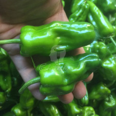 Pimientos de Padron