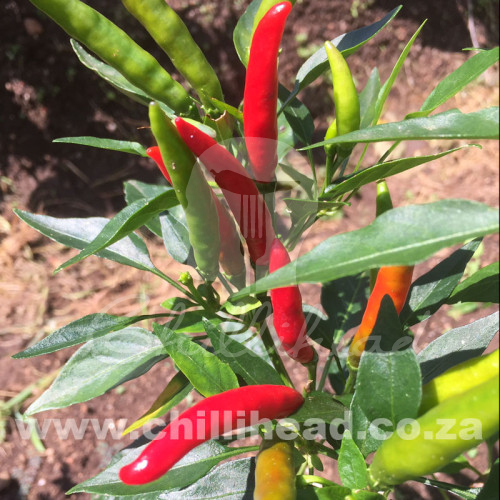 Poinsettia Chilli Seeds