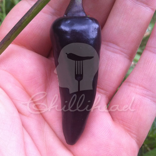 Purple Jalapeño Chilli Seeds