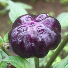 Purple Pumpkin (Secluded) Chilli Chilli Seeds