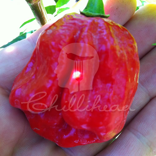 Red Douglah Chilli Seeds