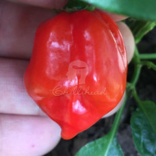 Red Savina (Secluded) Chilli Seeds