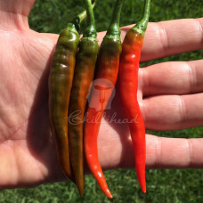 Ring of Fire (Secluded)