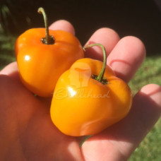 Rocoto Costa Rica Yellow