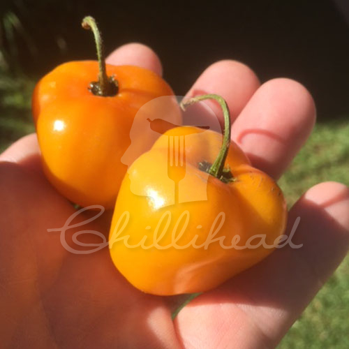 Rocoto Costa Rica Yellow Chilli Seeds