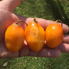 Rocoto Guatamalan Orange