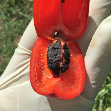 Rocoto Red