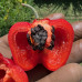 Rocoto Calama Red Chilli Seeds