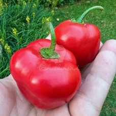 Rocoto Calama Red Chilli Seeds