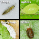 Common Sucking Pests