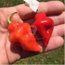 Scarlet Lantern Peru