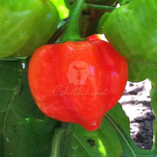 Scotch Bonnet