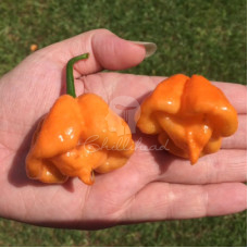 Scotch Bonnet Freeport Orange