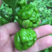 Scotch Bonnet MoA