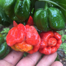 Scotch Bonnet MoA
