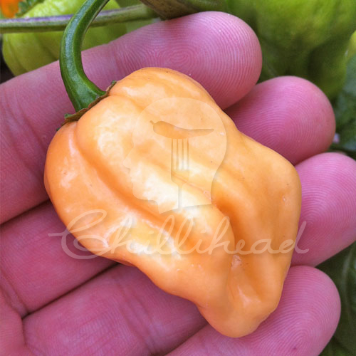 Scotch Bonnet Peach Long Chilli Seeds
