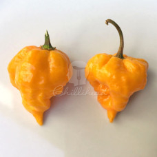 Scotch Brains (Secluded)