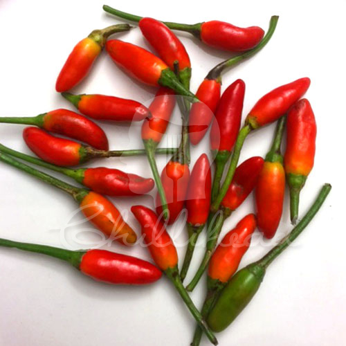 Serrano Monte D'Oro Chilli Seeds