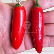 Serrano Pepper