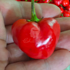 South African Piquant