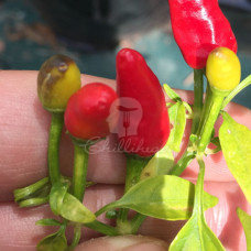 Thai Hot Chilli Seeds