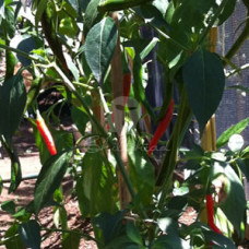 ThaiboThaibo Chilli Seeds