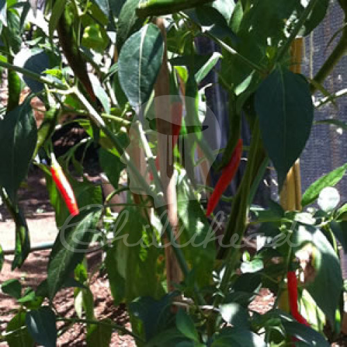 Thaibo Chilli Seeds