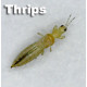 Thrips