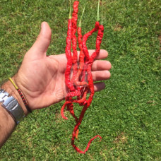 Thunder Mountain Longhorn Chilli Seeds