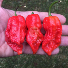 Trinidad 7Pot Barrakpore Chilli Seeds