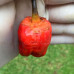 Trinidad 7Pot Bubblegum X Naga Chilli Seeds