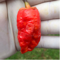 Trinidad 7Pot Bubblegum X Naga Chilli Seeds