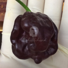 Trinidad 7Pot Burgundy Chilli Seeds