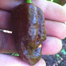 Trinidad 7Pot Douglah Chilli Seeds