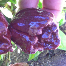 Trinidad 7Pot Douglah X Red Chilli Seeds