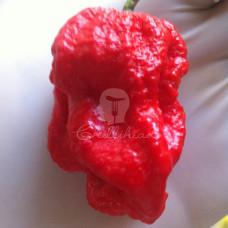 Trinidad 7Pot Jonah Chilli Seeds