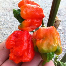Trinidad 7Pot Jonah X Trinidad Scorpion ButchT Chilli Seeds