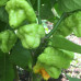 Trinidad 7Pot Jonah X UFO Chilli Seeds