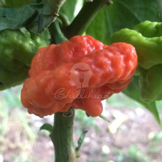 Trinidad 7Pot Jonah X UFO Chilli Seeds