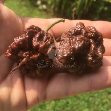 Trinidad 7Pot Primo Chocolate Chilli Seeds