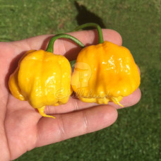 Trinidad 7Pot Primo Yellow Chilli Seeds